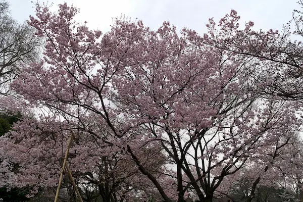 Cherry tree area (4)